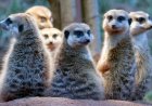 Just how monogamous are humans? Scientists break down how we compare with other animals